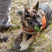Marines Train with Canines