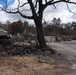 Maui Wildfire Damage