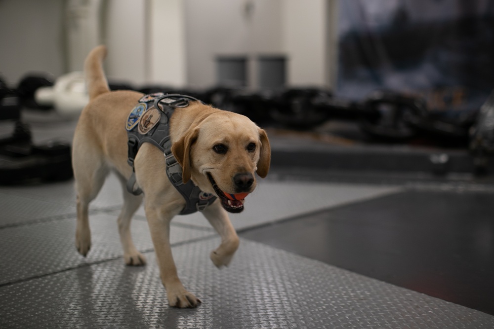 Sage, Mutts with a Mission