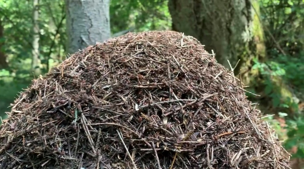 Learn more about the Thatching Ants on JBLM