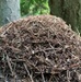 Learn more about the Thatching Ants on JBLM