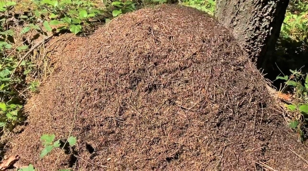 Learn more about the Thatching Ants on JBLM