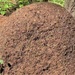 Learn more about the Thatching Ants on JBLM