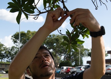 374 CES tree engineer at the ‘root’ of Yokota ecosystem