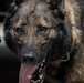 6th SFS conducts MWD drug detection test