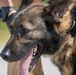 6th SFS conducts MWD drug detection test