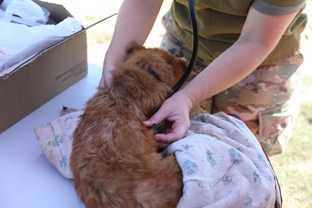 Walking Shield Veterinary Services