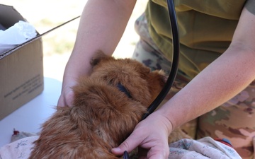 Walking Shield Veterinary Services