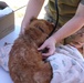 Walking Shield Veterinary Services