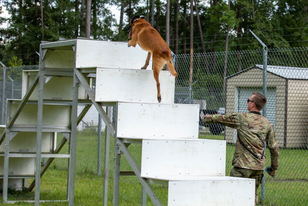 Gino, A True Dogface Soldier