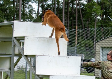Gino, A True Dogface Soldier