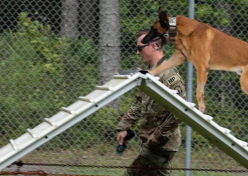 Gino, A True Dogface Soldier