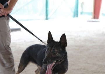 ASG-K Military Working Dogs Detachment K-9 Demonstration 2023