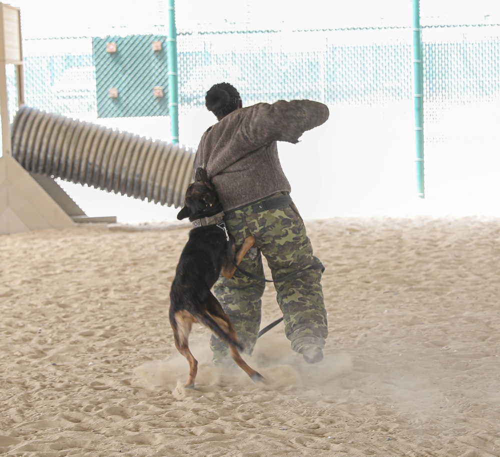 ASG-K Military Working Dogs Detachment K-9 Demonstration 2023