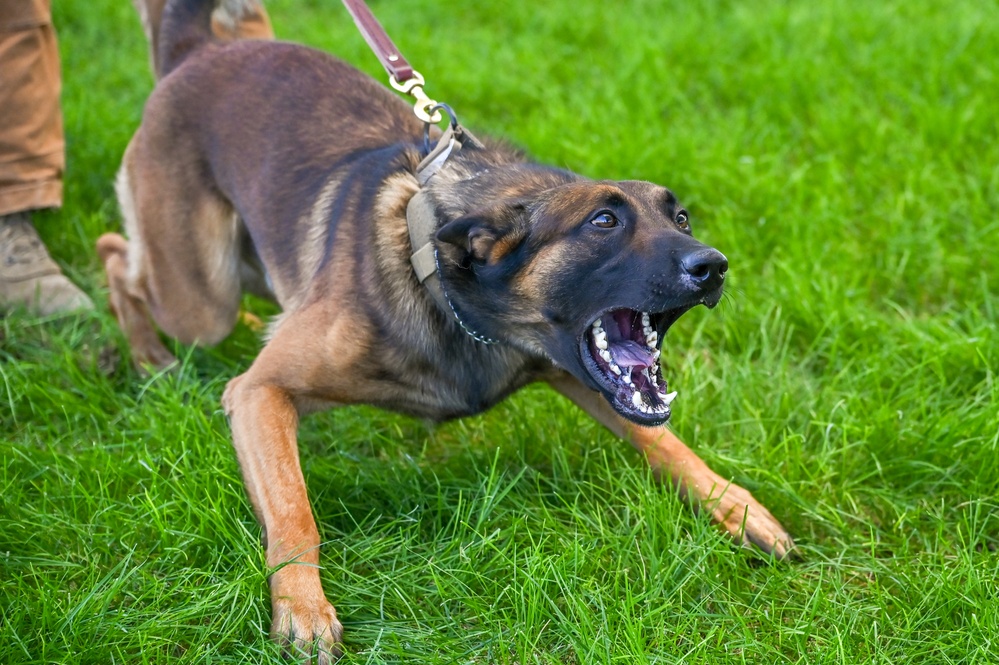 Rookie MWD Ssoto trains to be mission ready