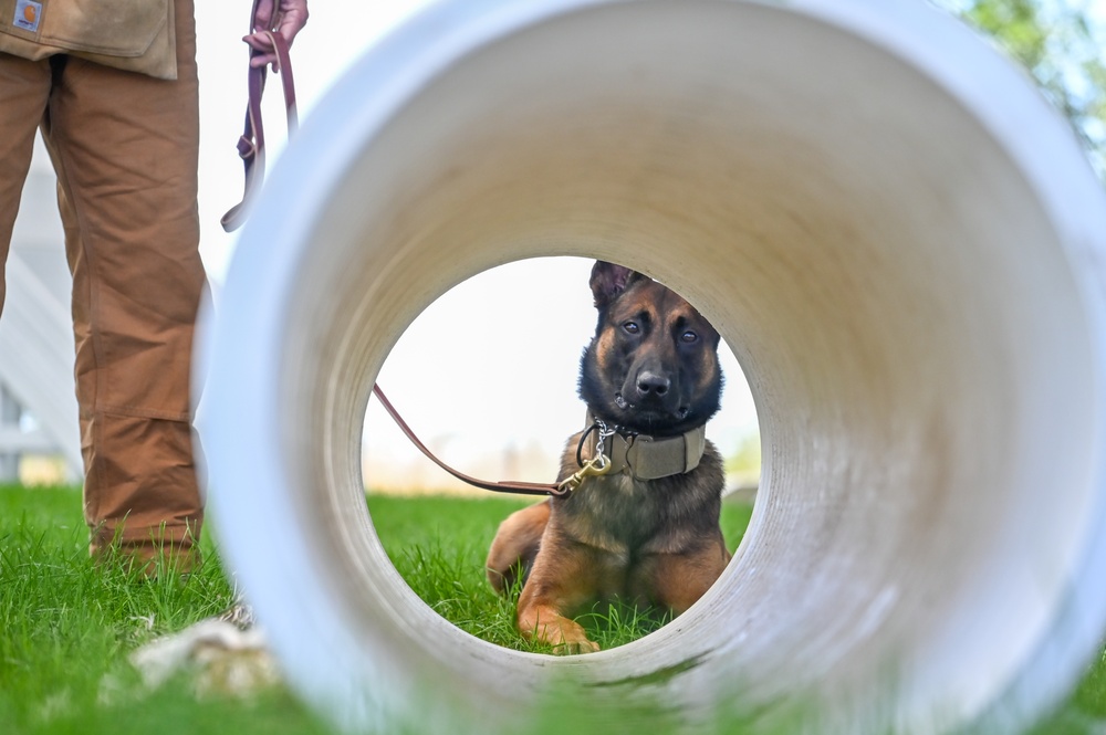 Rookie MWD Ssoto trains to be mission ready