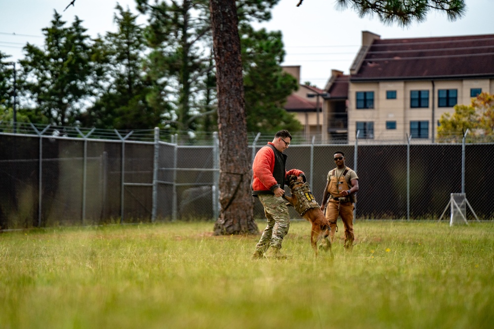 DSTB K9 Training