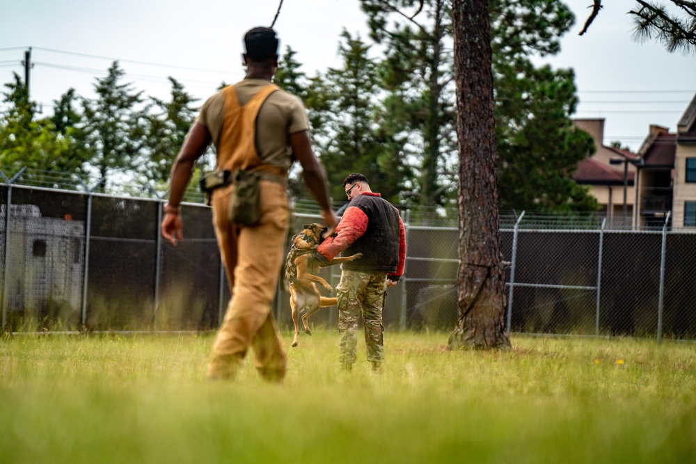 DSTB K9 Training