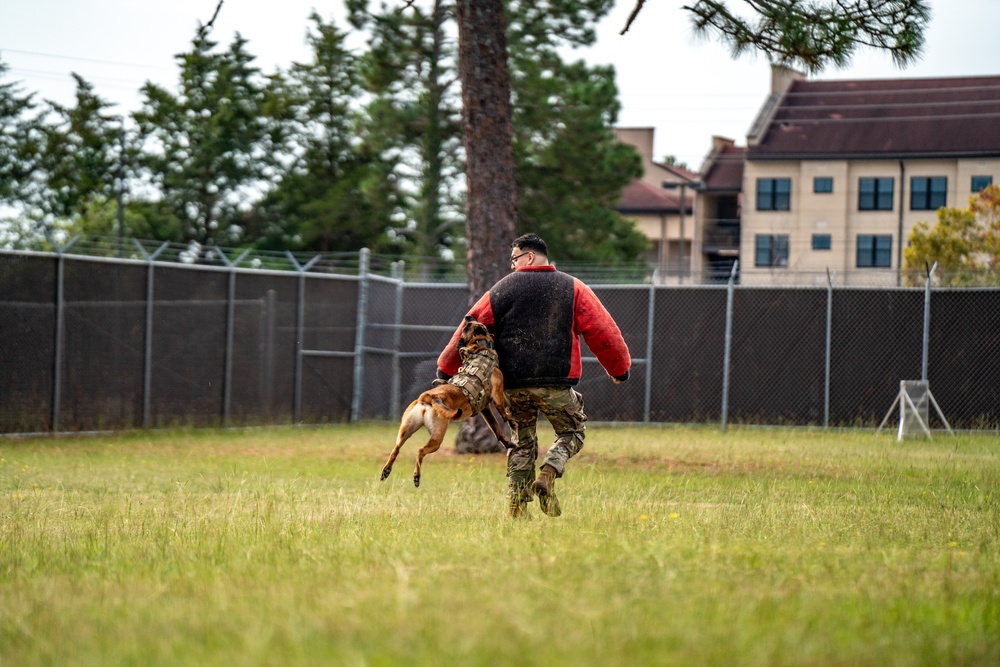 DSTB K9 Training