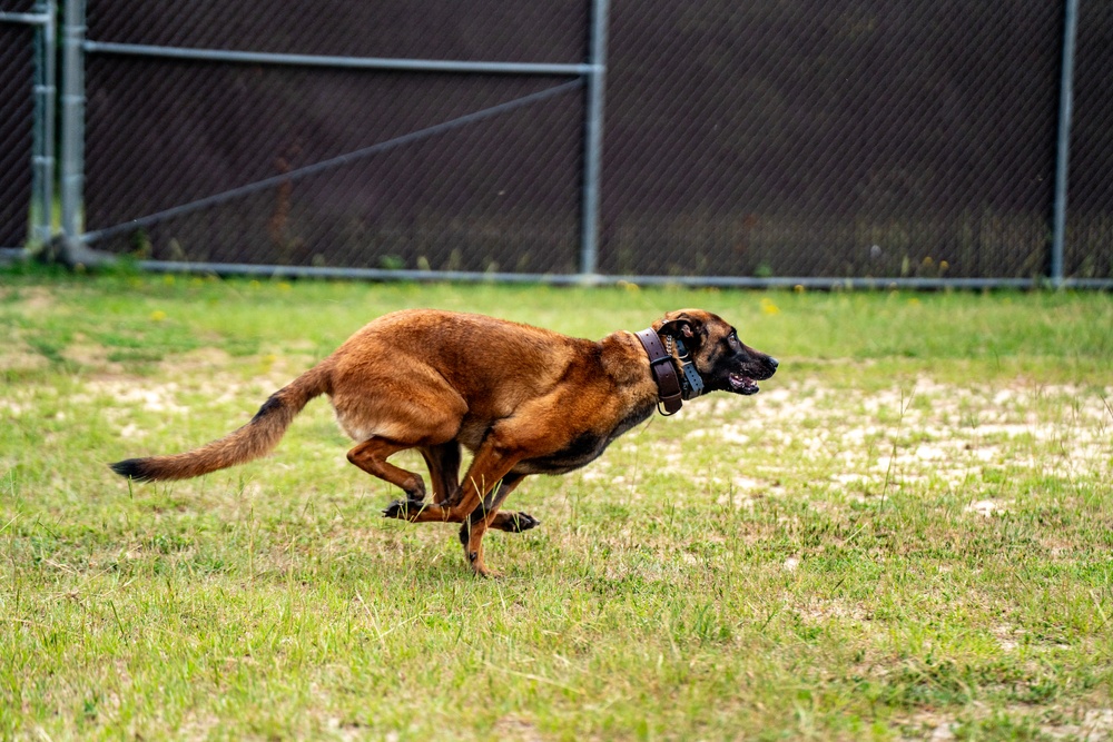 DSTB K9 Training