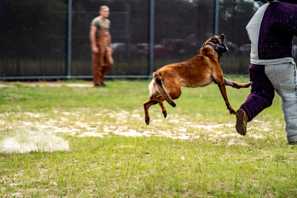 DSTB K9 Training