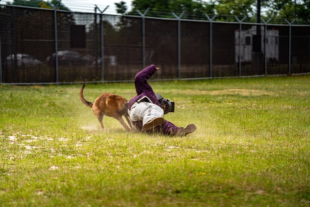 DSTB K9 Training