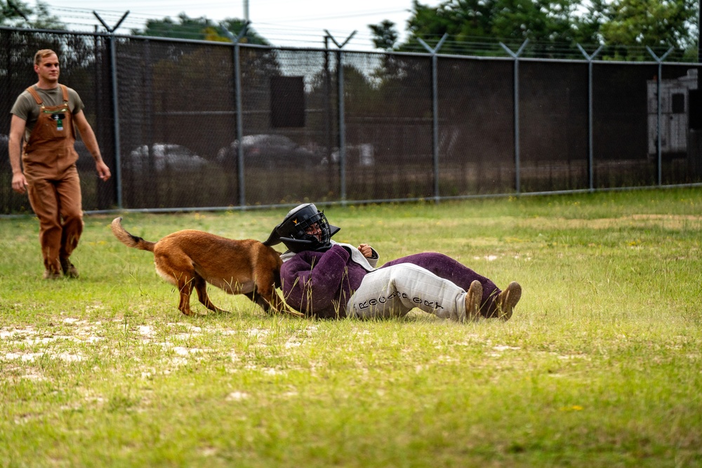 DSTB K9 Training