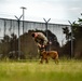 DSTB K9 Training