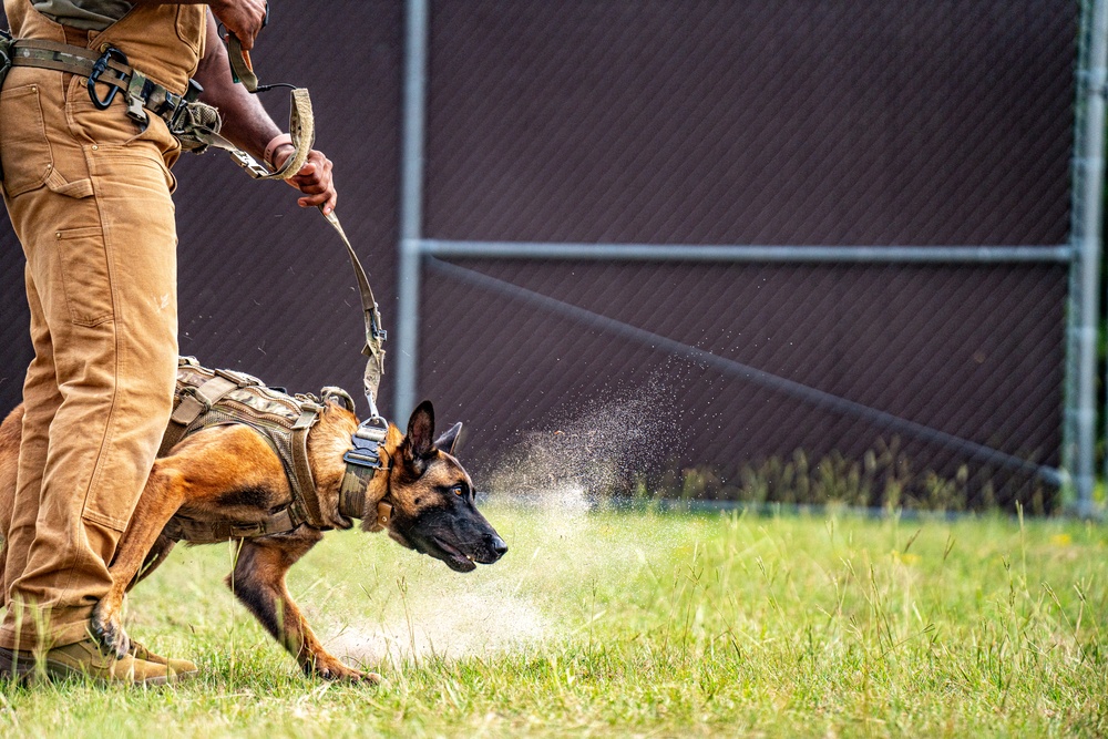 DSTB K9 Training