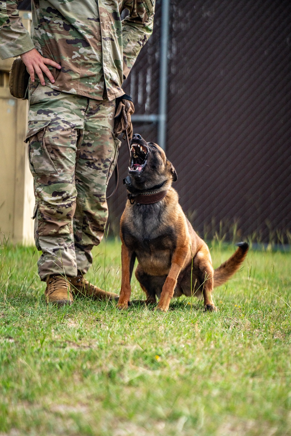 DSTB K9 Training