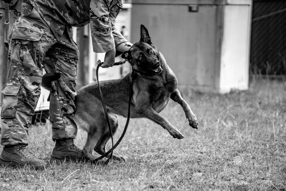 dvids-images-dstb-k9-training-image-25-of-77