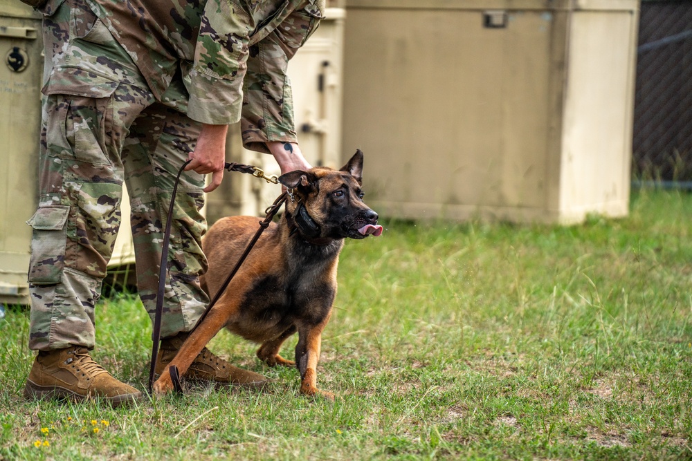 DVIDS - Images - DSTB K9 Training [Image 26 of 77]