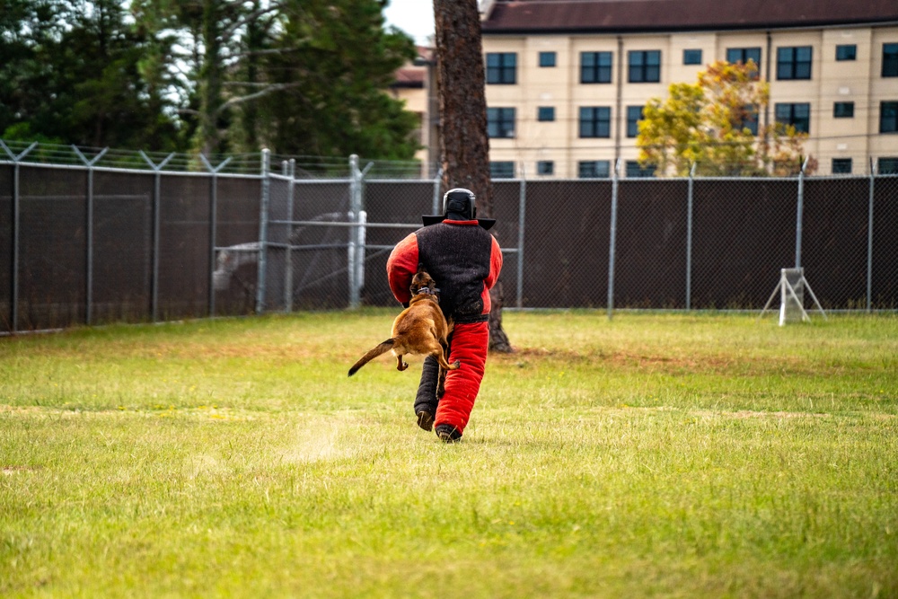 DSTB K9 Training