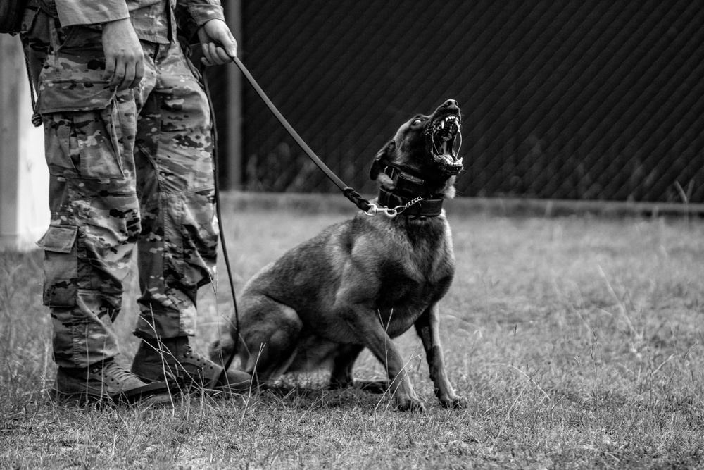 DSTB K9 Training