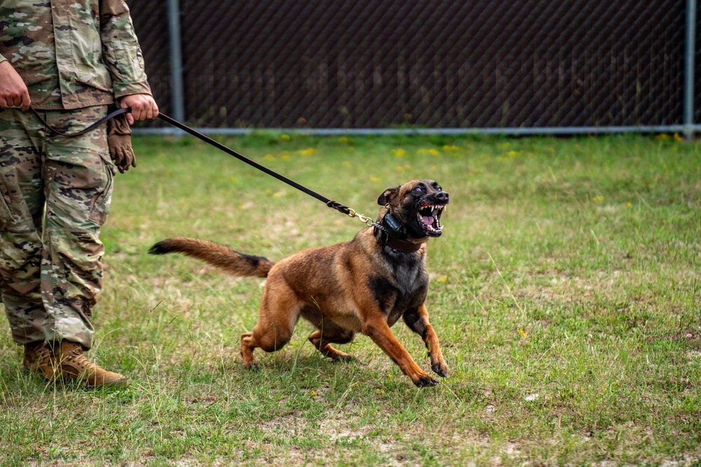 DSTB K9 Training