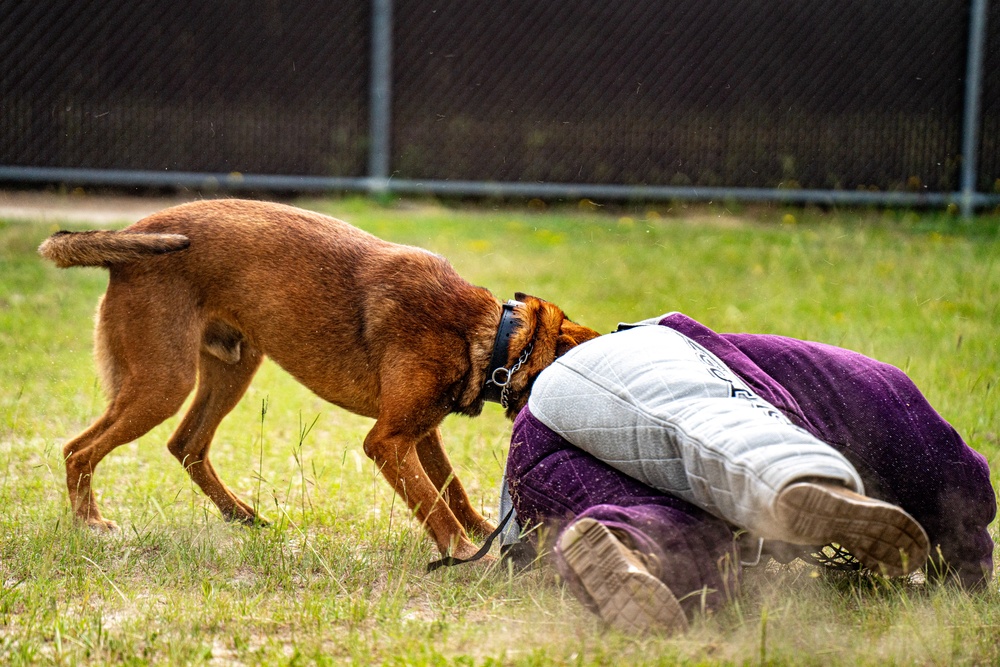 DSTB K9 Training