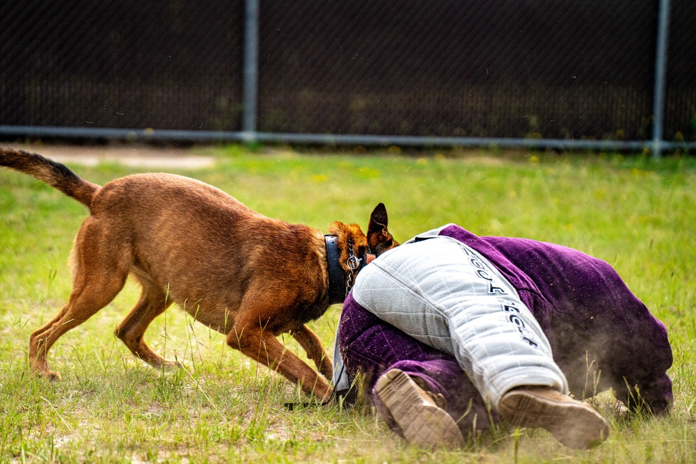 DSTB K9 Training