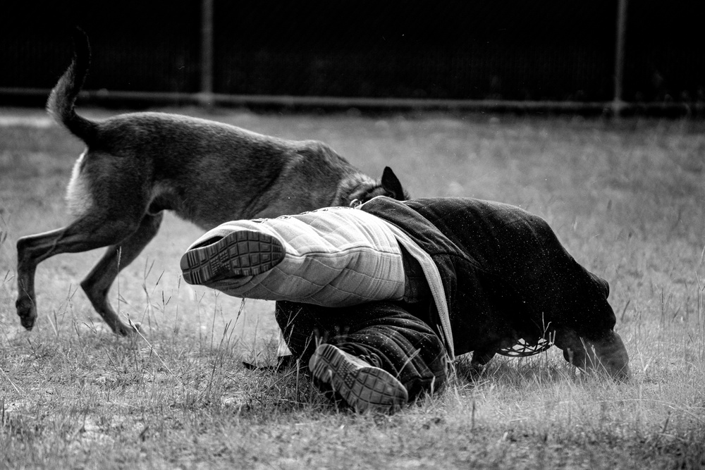 DVIDS Images DSTB K9 Training [Image 39 of 77]