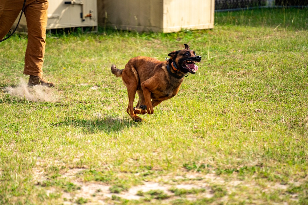 dvids-images-dstb-k9-training-image-40-of-77