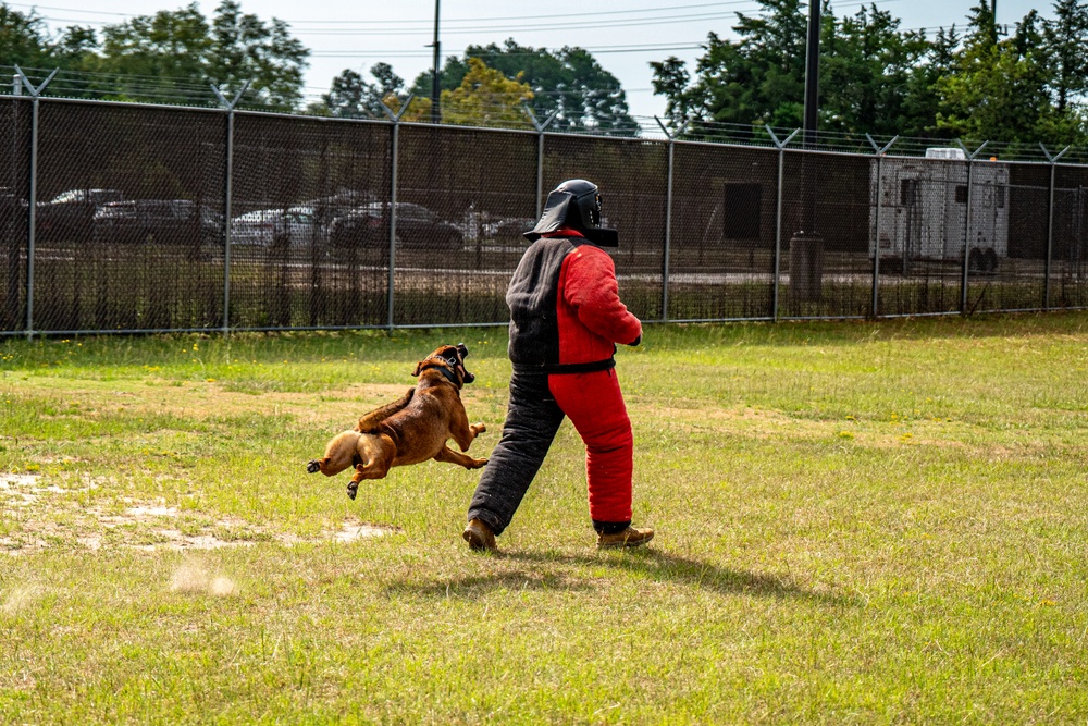 DSTB K9 Training