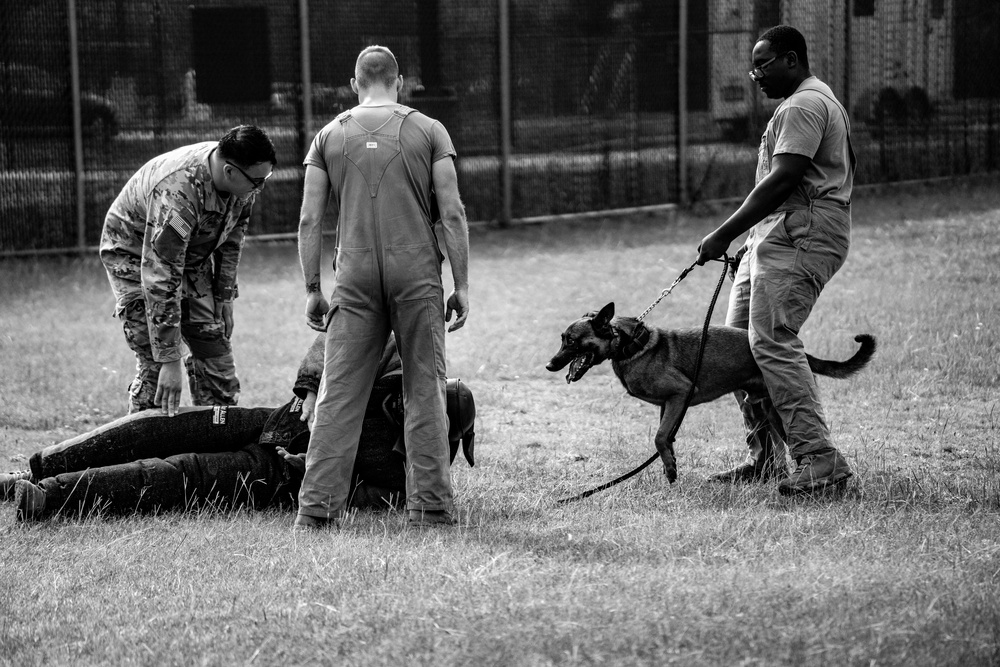DSTB K9 Training