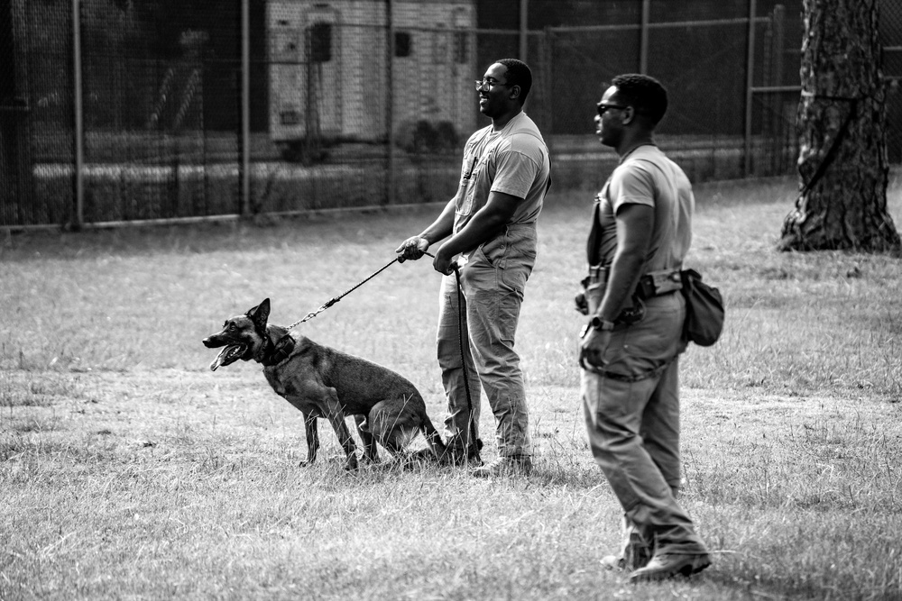 DSTB K9 Training