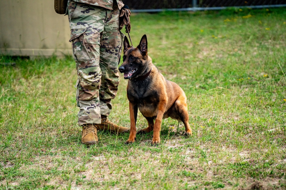 DSTB K9 Training
