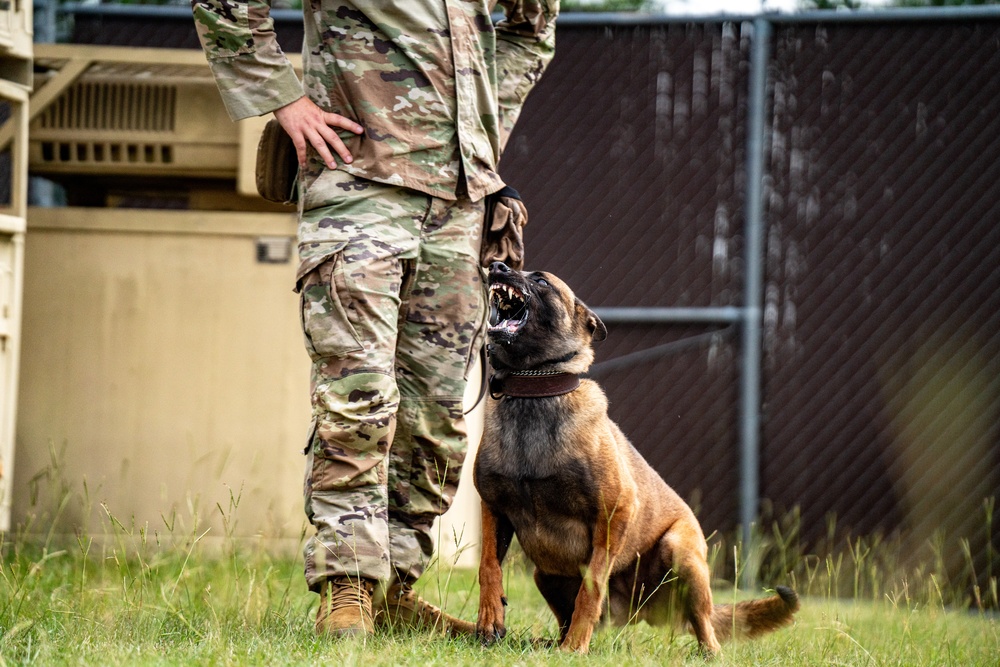 DSTB K9 Training