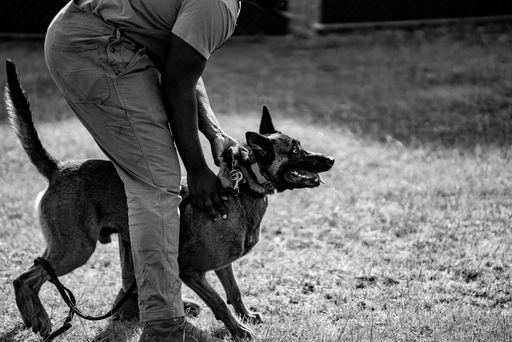 DSTB K9 Training