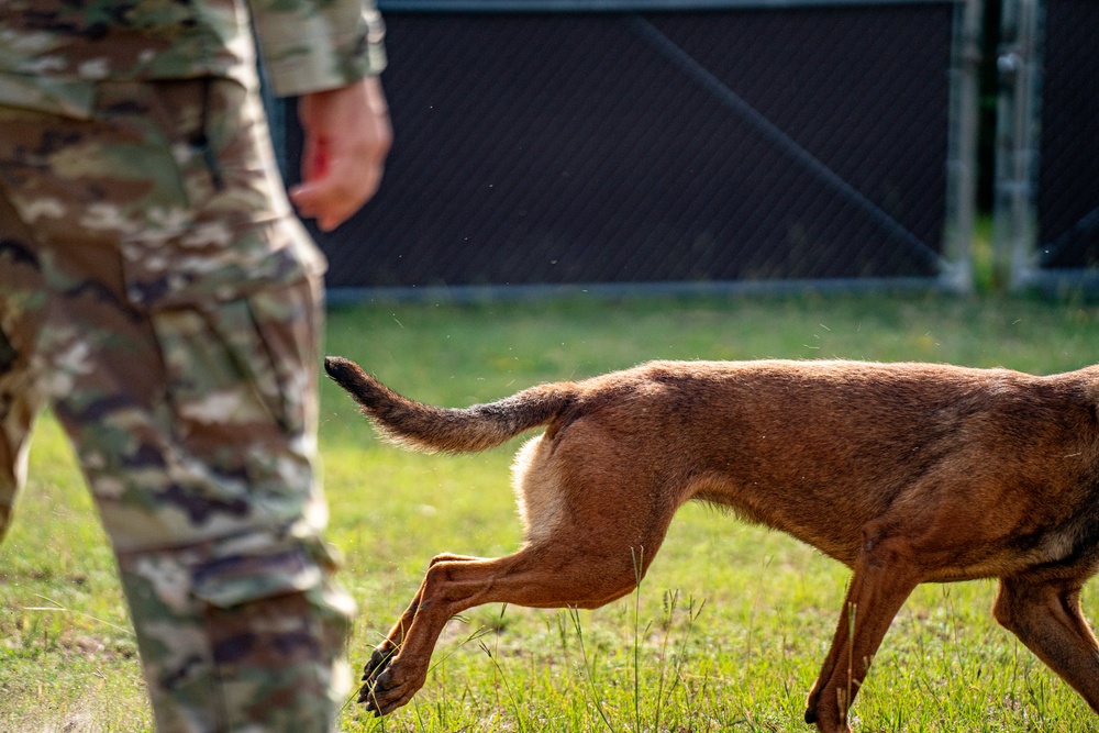 DSTB K9 Training