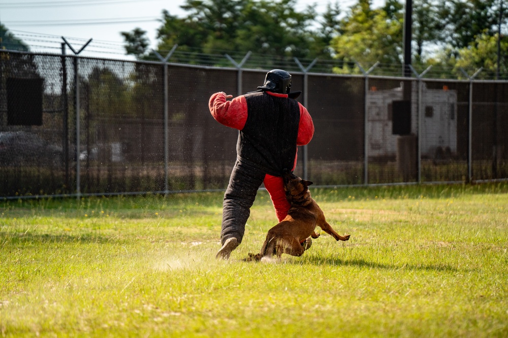 DSTB K9 Training