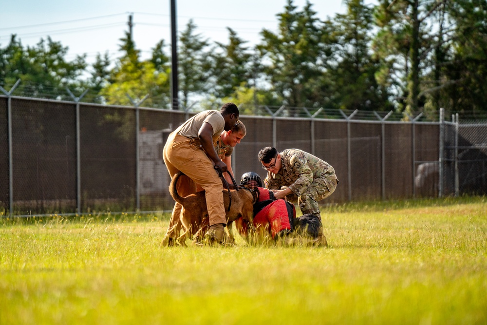 DSTB K9 Training