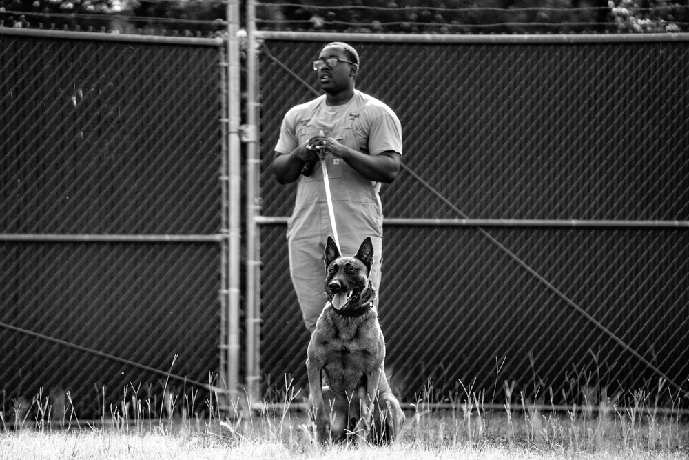 DSTB K9 Training