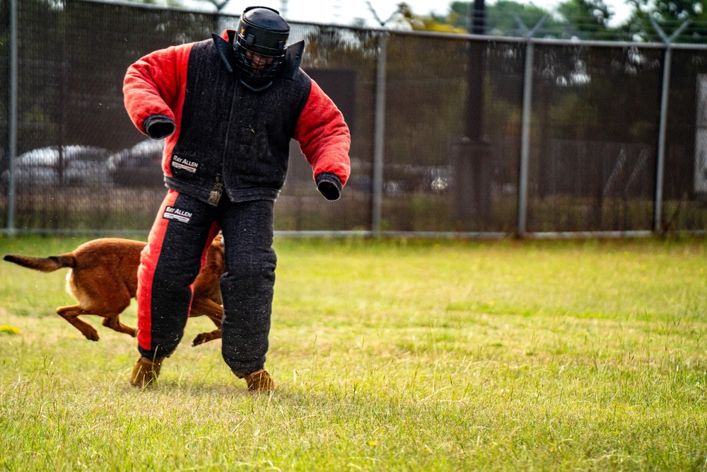DSTB K9 Training